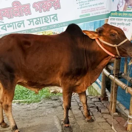 Bull 26031