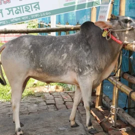 Bull 26026