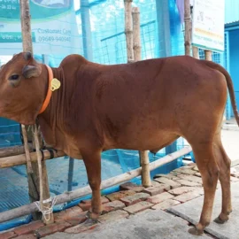 Bull 26018