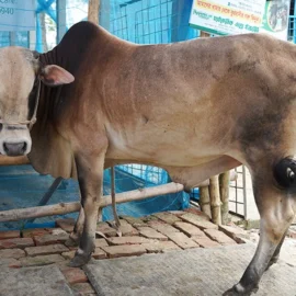 Bull 26015