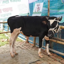 Bull 26017