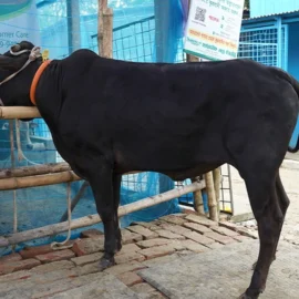 Bull 26016