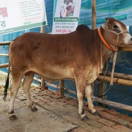 Bull 26014