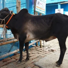 Bull 26023