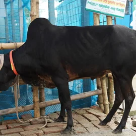 Bull 26004