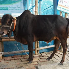 Bull 26009