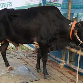 Bull 26013