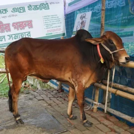 Bull 26033