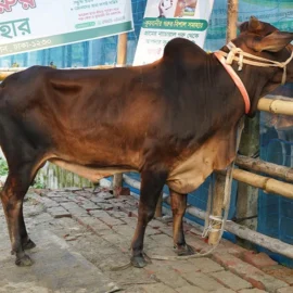 Bull 26032