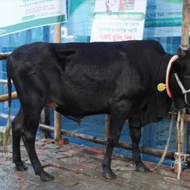 Bull 26028