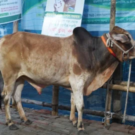 Bull 26021