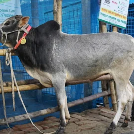 Bull 26025