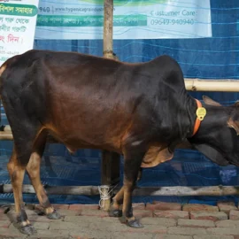 Bull 26011